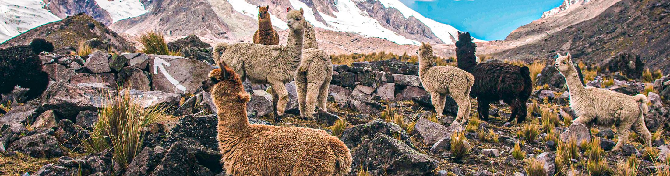 Machu Picchu 4D3N Viajero (Cultural Aventura Tendencia)  desde México